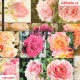 Hedvábí - Růžičky růžové ve čtvercích, 15x15 cm